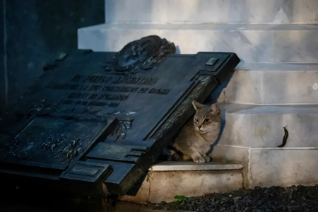 Recoleta Cemetery, Buenos Aires, gatos, cats, María Amasanti