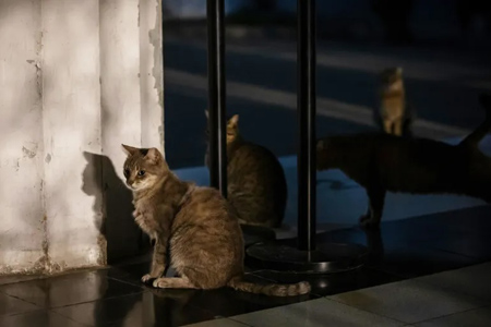 Recoleta Cemetery, Buenos Aires, gatos, cats, María Amasanti