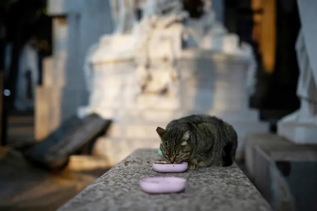 Recoleta Cemetery, Buenos Aires, gatos, cats, María Amasanti