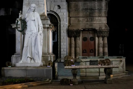 Recoleta Cemetery, Buenos Aires, gatos, cats, María Amasanti